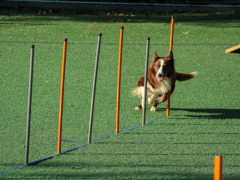 Ein Hund läuft im Agility-Training durch einen Slalom