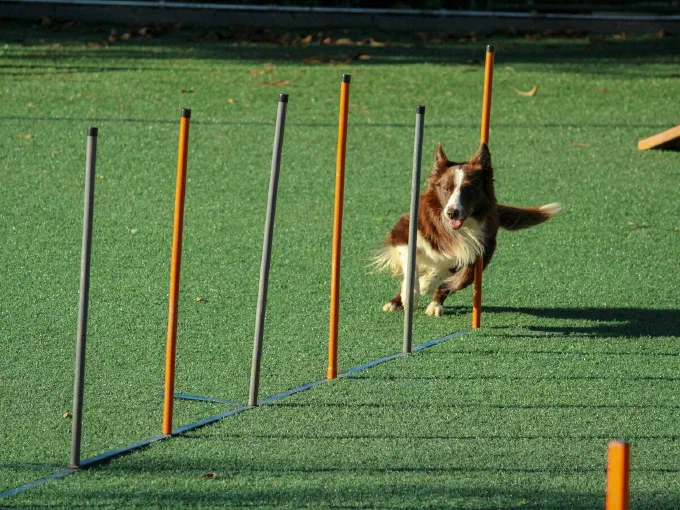 Ein Hund läuft im Agility-Training durch einen Slalom