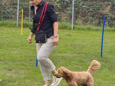Ein lockiger Hund läuft an lockerer Leine neben seiner Halterin über den Übungsplatz