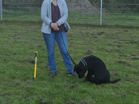 Ein schwarzer Hund sitzt konzentriert neben seiner Halterin am Übungsplatz
