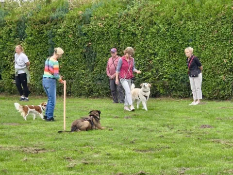 Mehrere Teams üben auf dem Übungsplatz, vorn liegt ein Hund ruhig im Platz
